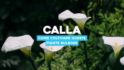 Calla: come coltivare queste piante bulbose