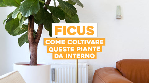 Ficus: come coltivare queste piante da interno