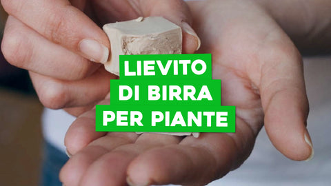 Lievito di Birra per Piante: Nutrimento Naturale e Benefici per la Tua Collezione