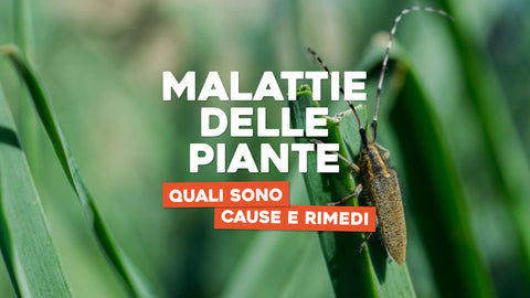 Malattie delle piante: quali sono, cause e come curarle - Simegarden