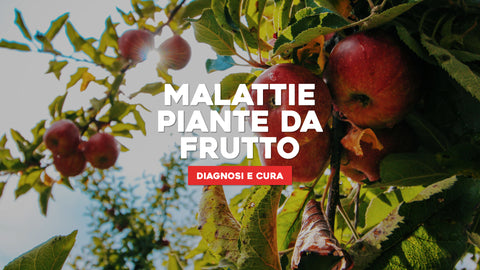 Malattie Piante da Frutto: Guida Completa alla Diagnosi e Cura