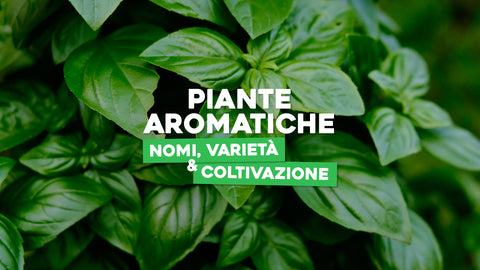 Piante aromatiche nomi varietà e coltivazione