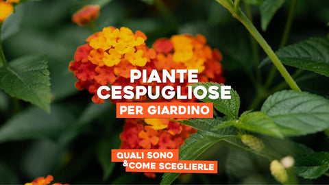 Piante cespugliose per giardino: quali sono e come scegliere - Simegarden 