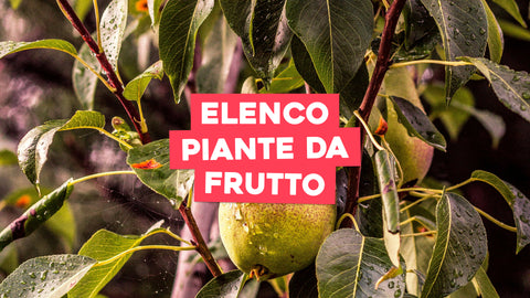 Elenco Piante da Frutto: Scopri la Varietà per il Tuo Orto