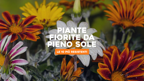 Piante fiorite da pieno sole: le 10 più resistenti