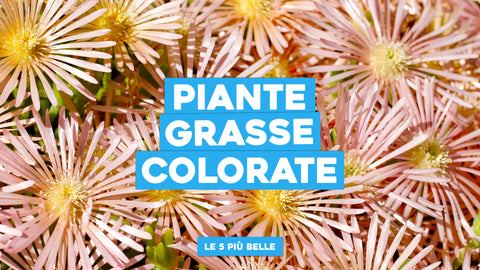Piante grasse colorate