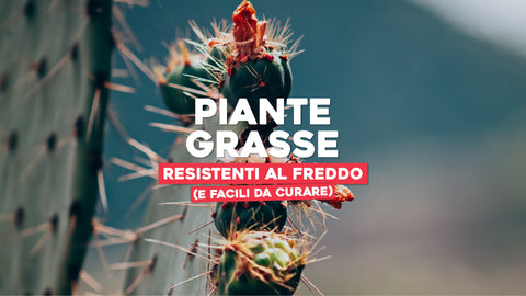 Piante grasse resistenti al freddo e facili da curare