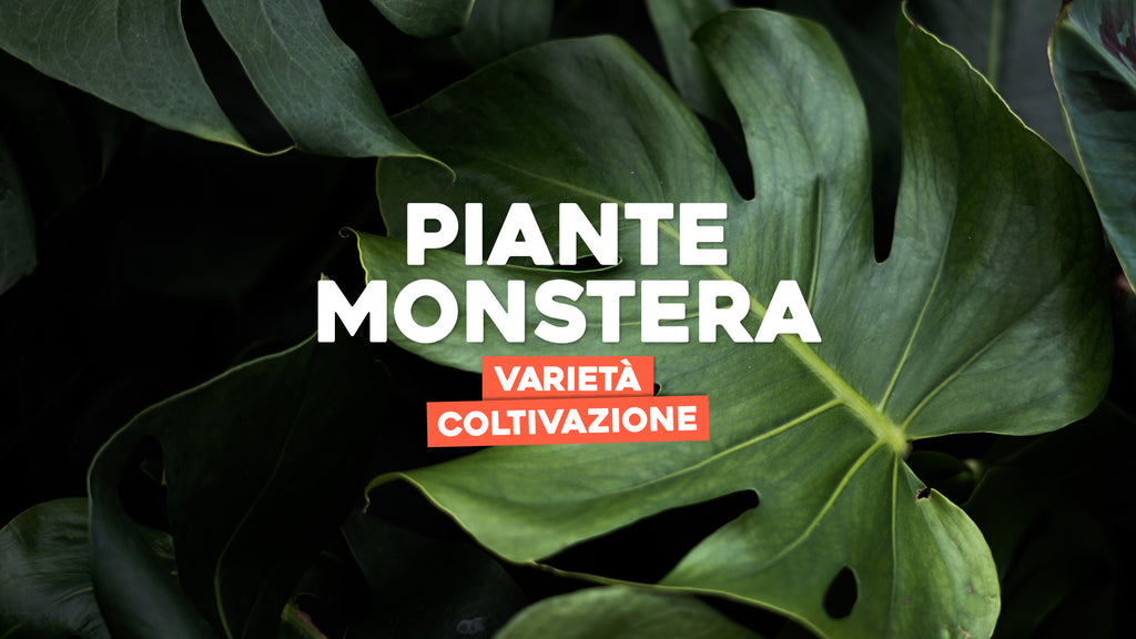 Piante Monstera: variet e coltivazione  Simegarden