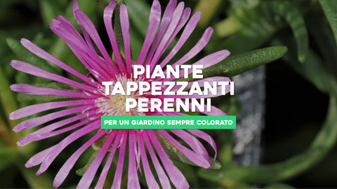 Piante tappezzanti perenni: 5 da scegliere