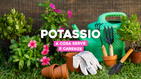 Potassio per piante: a cosa serve e carenze