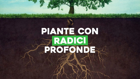 Piante con Radici Profonde: Fortezza Nascosta sotto Terra
