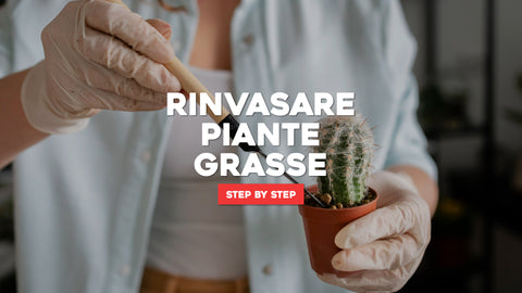 Come rinvasare le piante grasse passo dopo passo