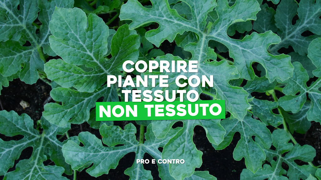 500 Sacchetti Biodegradabili In Tessuto Non Tessuto Per Vivai, Per La Coltivazione Di Piante Vasi Per Piantine 27 X 35 Pollici 87387956 500 Sacchetti Biodegradabili In Tessuto Non Tessuto Per Vivai, Per La Coltivazione Di Piante Vasi Per Piantine 27 X 35 Pollici 87387956