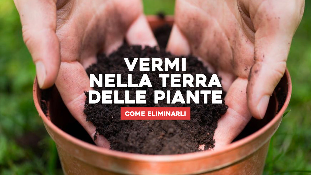 Romberg 3115100 Terriccio Di Cocco - 2,5 Litri Per Semina E Terra Da Giardino