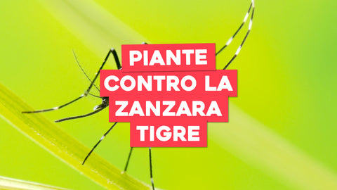 Piante Contro le Zanzare Tigre: Repellenti Naturali per un Giardino Sicuro