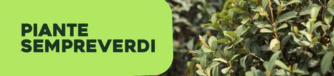 Piante sempreverdi