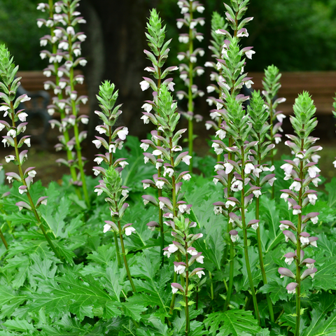 Acanthus mollis