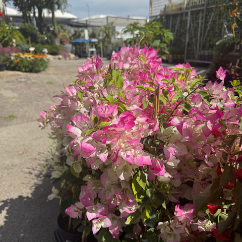 Bougainvillea rampicante