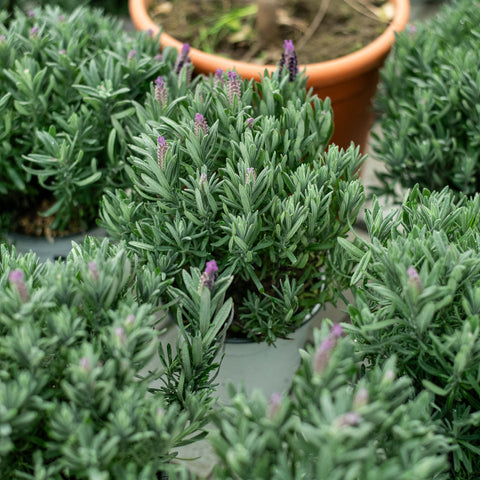 Simegarden Lavanda stoechas