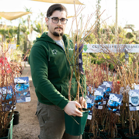 Simegarden Mirtillo legacy 18 cm