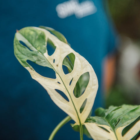 Monstera adansonii variegata