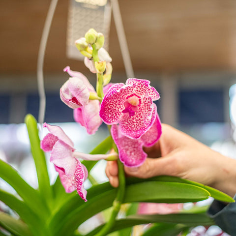 Orchidea Vanda