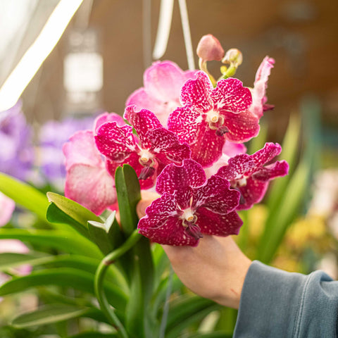Orchidea Vanda