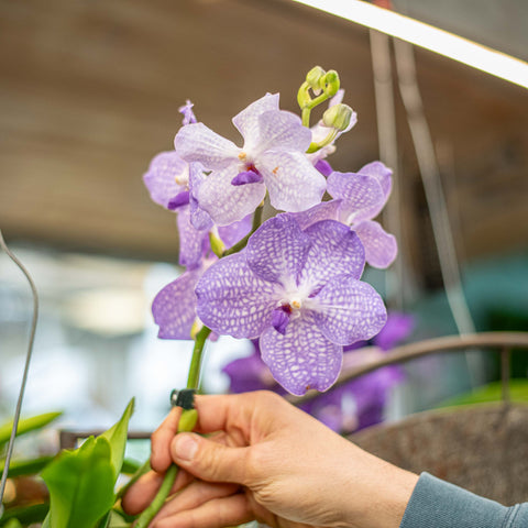 Orchidea Vanda
