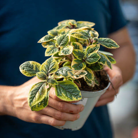 Plectranthus lemon
