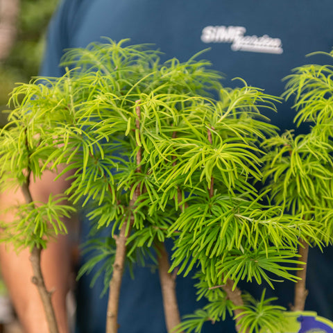 Simegarden Pseudolarix bonsai