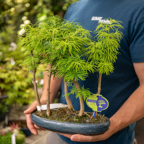 Simegarden Pseudolarix bonsai