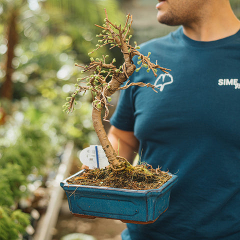 Pseudolarix bonsai
