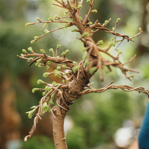 Pseudolarix bonsai