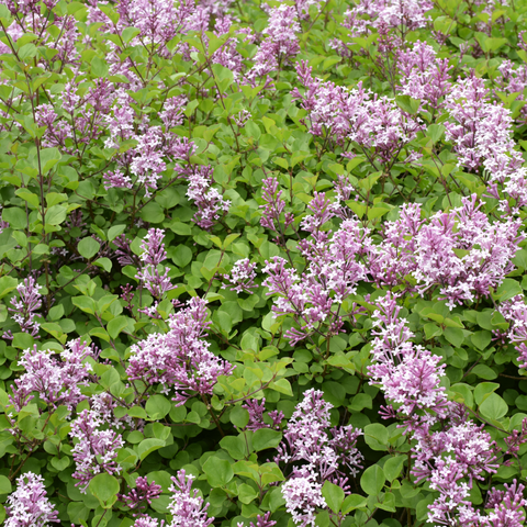 Syringa meyeri ‘Palibin’