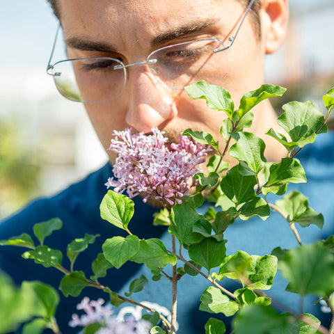 Syringa meyeri ‘Palibin’
