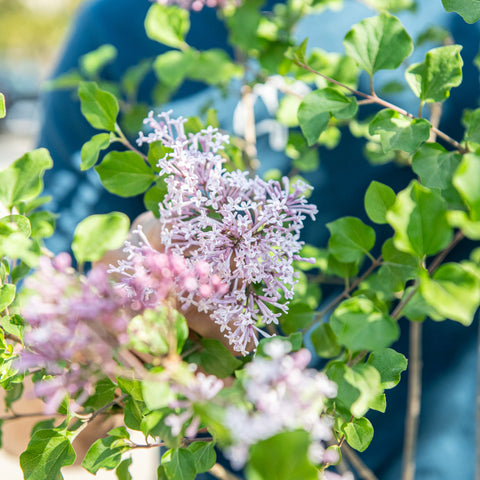 Syringa meyeri ‘Palibin’