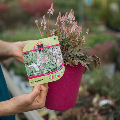 Tiarella pink skyrocket