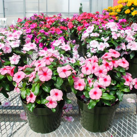 Simegarden Vinca rosea