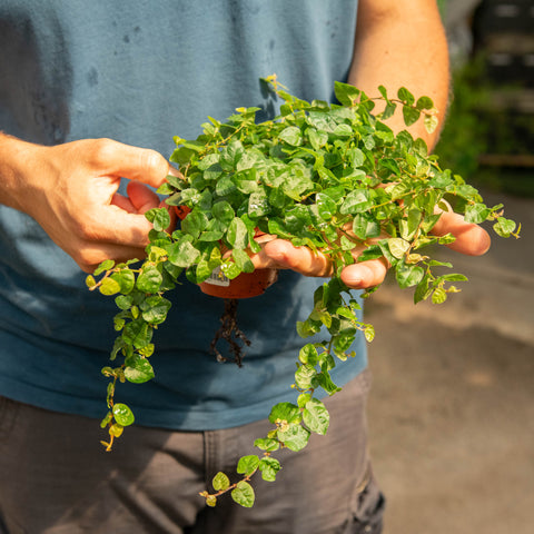 Ficus repens