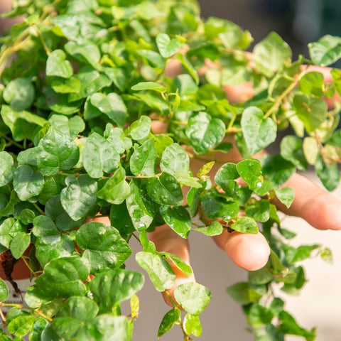 Ficus repens