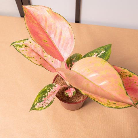 hamiplant Aglaonema flamingo 12cm / Pianta da interno