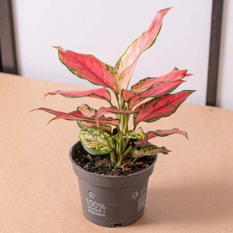 hamiplant Aglaonema pink star 12cm / Pianta da interno
