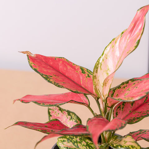 hamiplant Aglaonema pink star 12cm / Pianta da interno