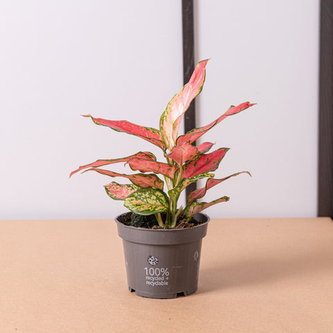 hamiplant Aglaonema pink star 12cm / Pianta da interno