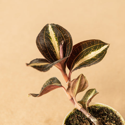 hamiplant Anoechtochilus amber 7 cm