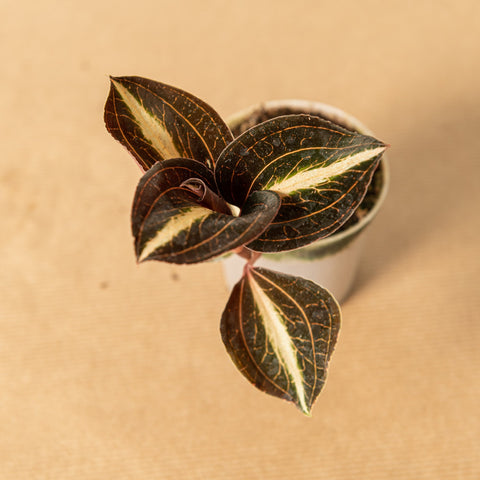 hamiplant Anoechtochilus amber 7 cm