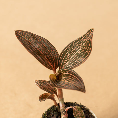 hamiplant Orchidea Ludisia discolor ruby