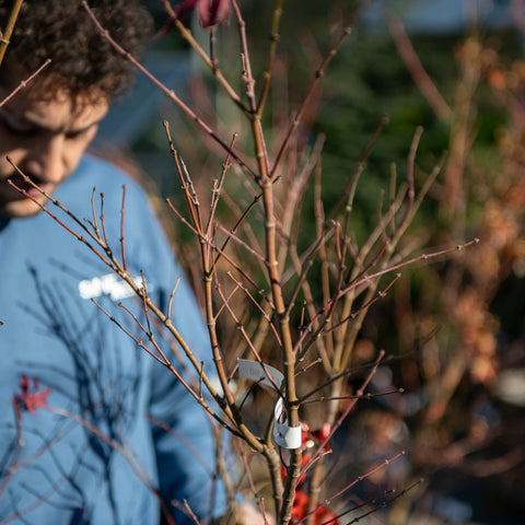 Simegarden Acer palmatum Extravaganza 30 cm