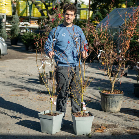 Simegarden Acer palmatum Extravaganza 30 cm