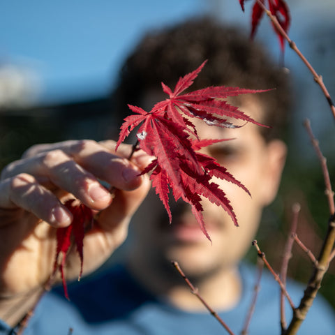 Simegarden Acer palmatum Extravaganza 30 cm